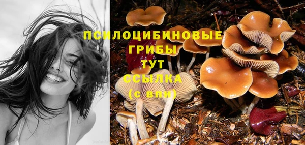 прущие грибы Новокубанск